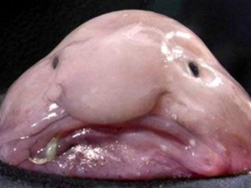 Pez Blobfish (Psychrolutes marcidus)
